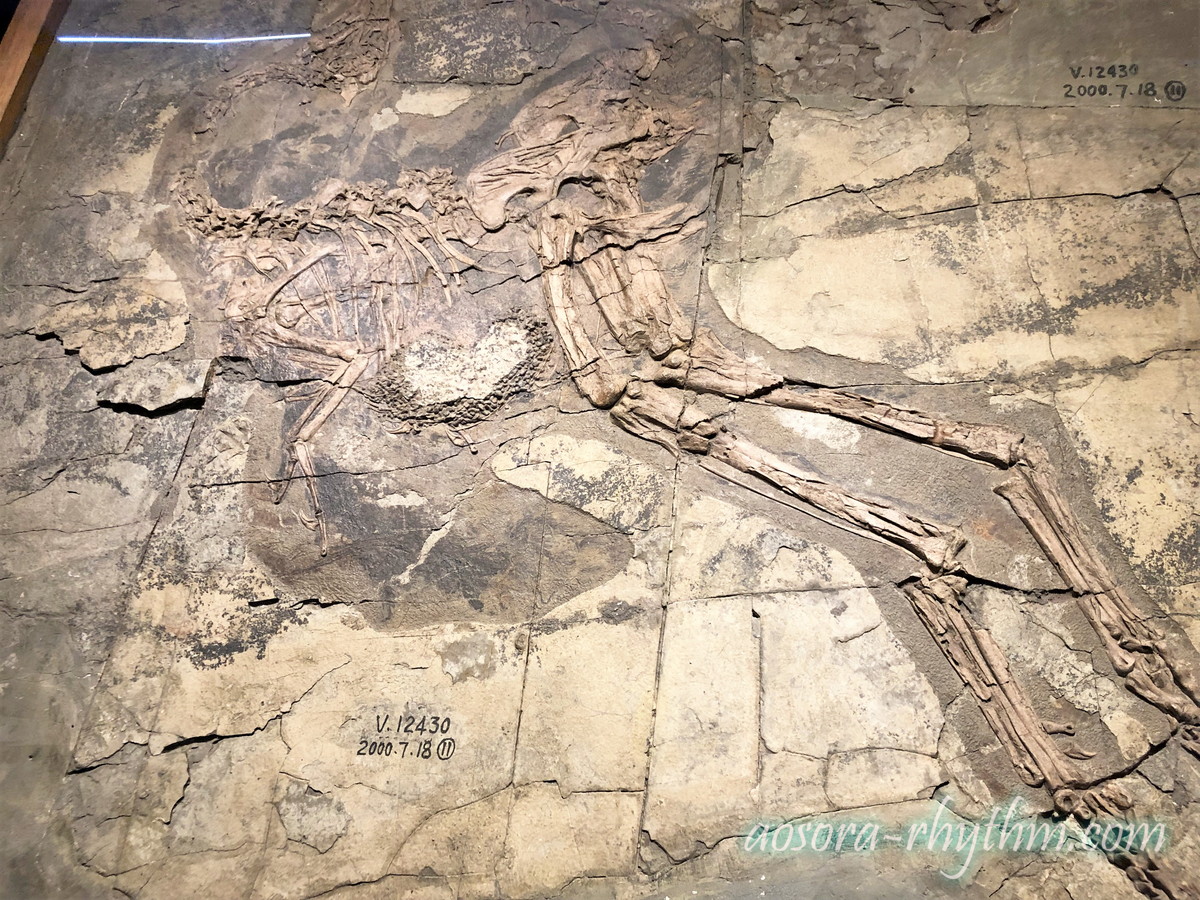 羽のある恐竜の化石