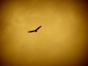 夕日を背景に飛ぶ鷹